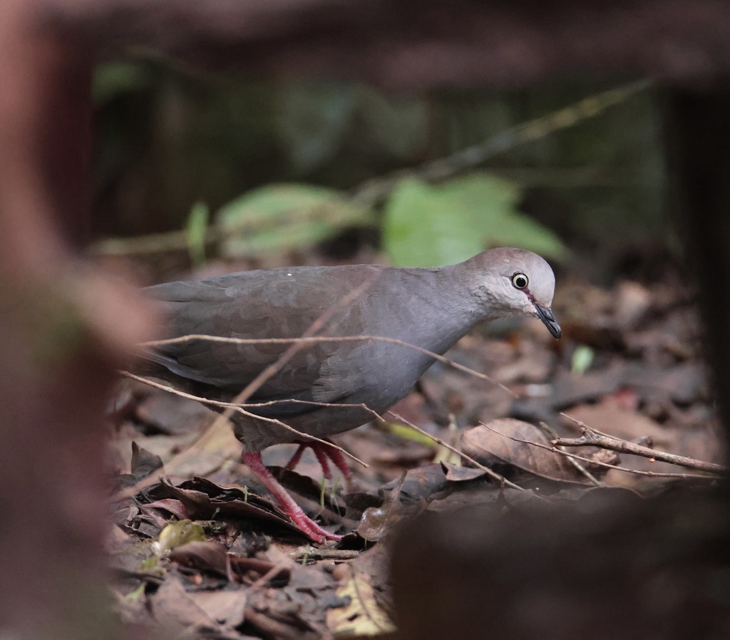Grey-chested Dove