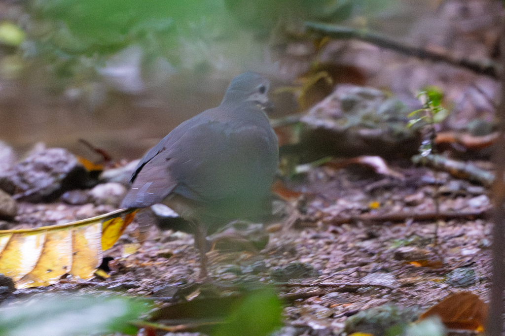 Purplish-backed Quail-Dove