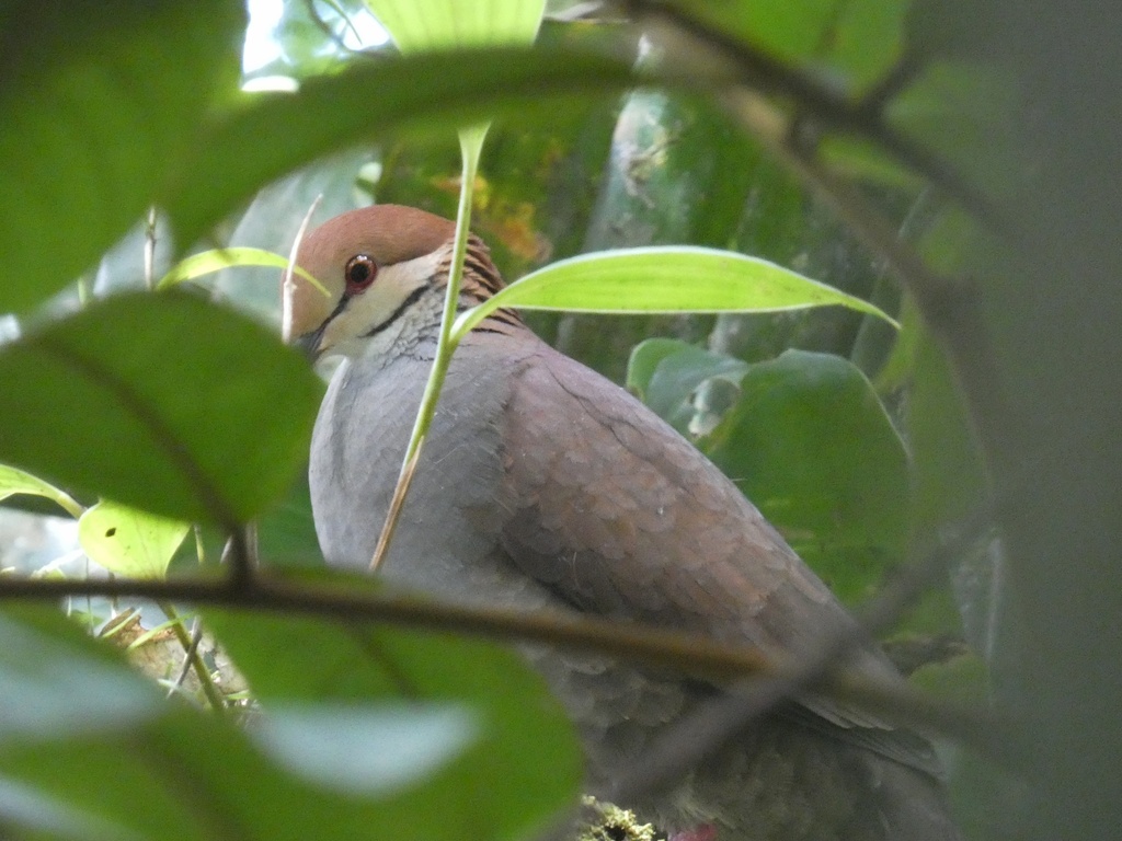 Russet-crowned Quail-Dove