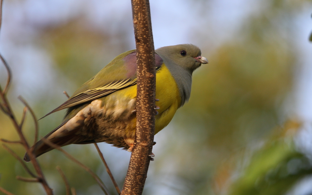 Bruce’s Green Pigeon
