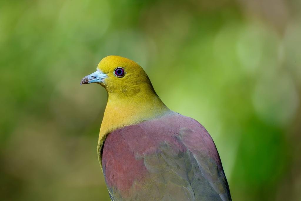 Wedge-tailed Green Pigeon