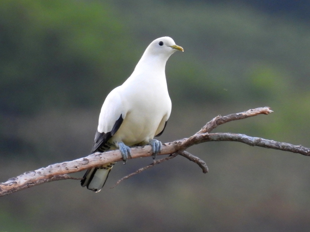 Torresian Imperial Pigeon