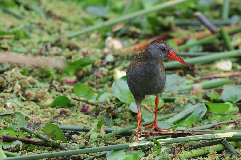 Bogota Rail
