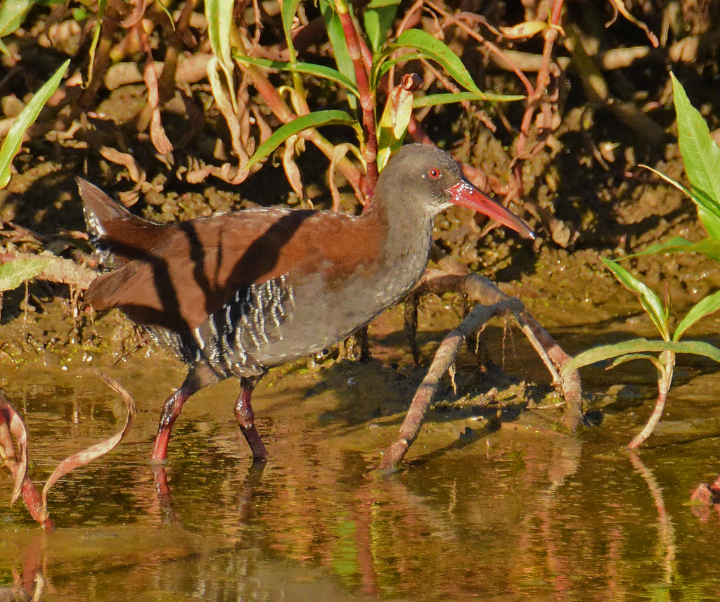 African Rail