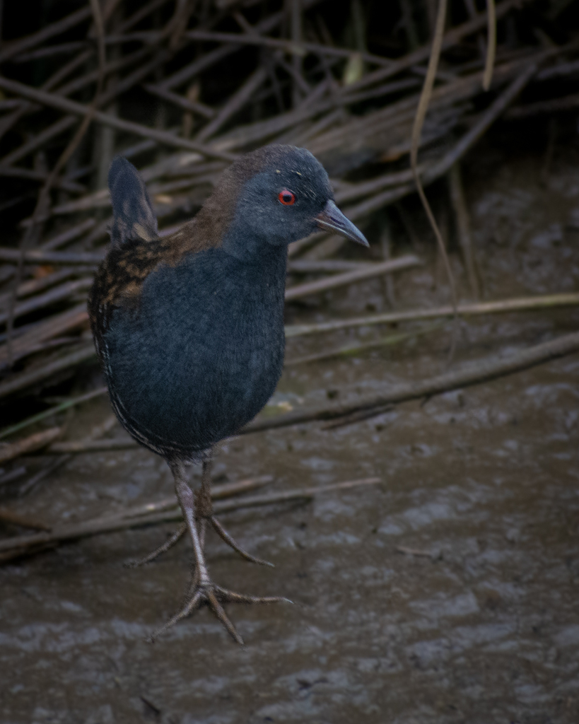 Dot-winged Crake