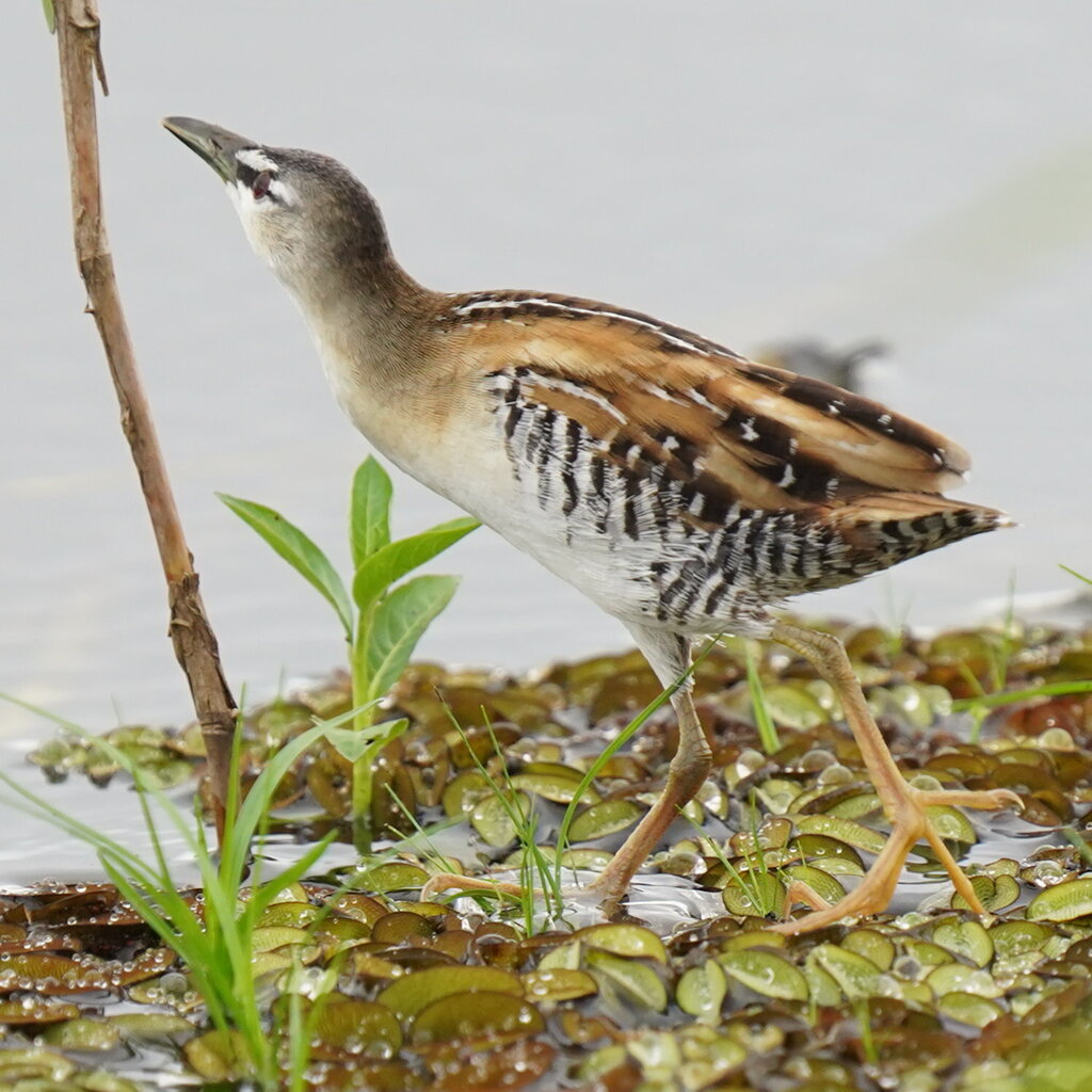 Yellow-breasted Crake