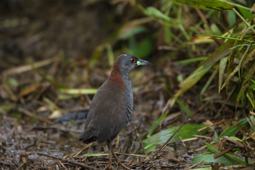 Grey-breasted Crake