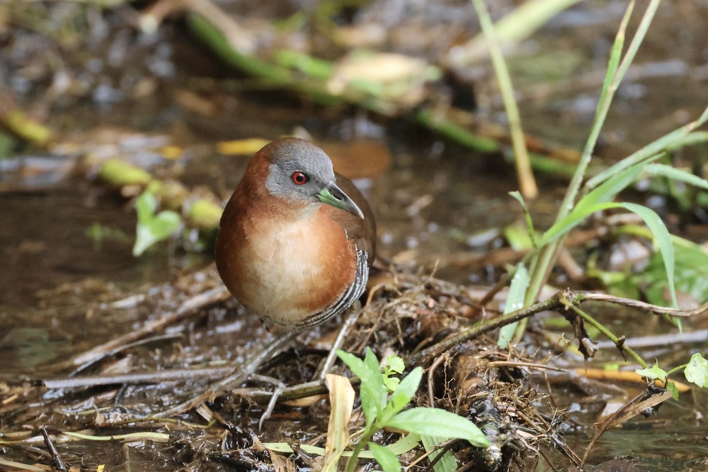White-throated Crake