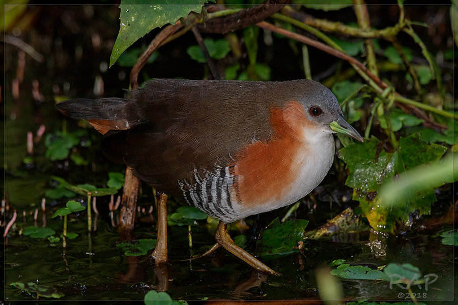 Rufous-sided Crake