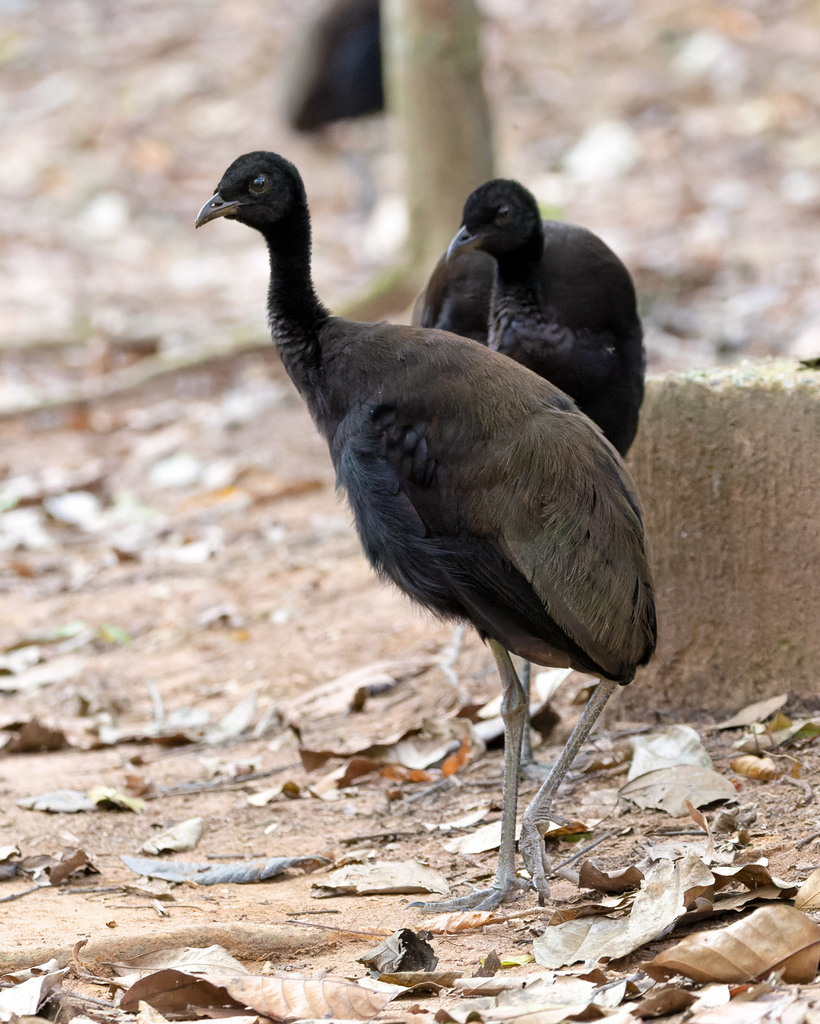 Dark-winged Trumpeter