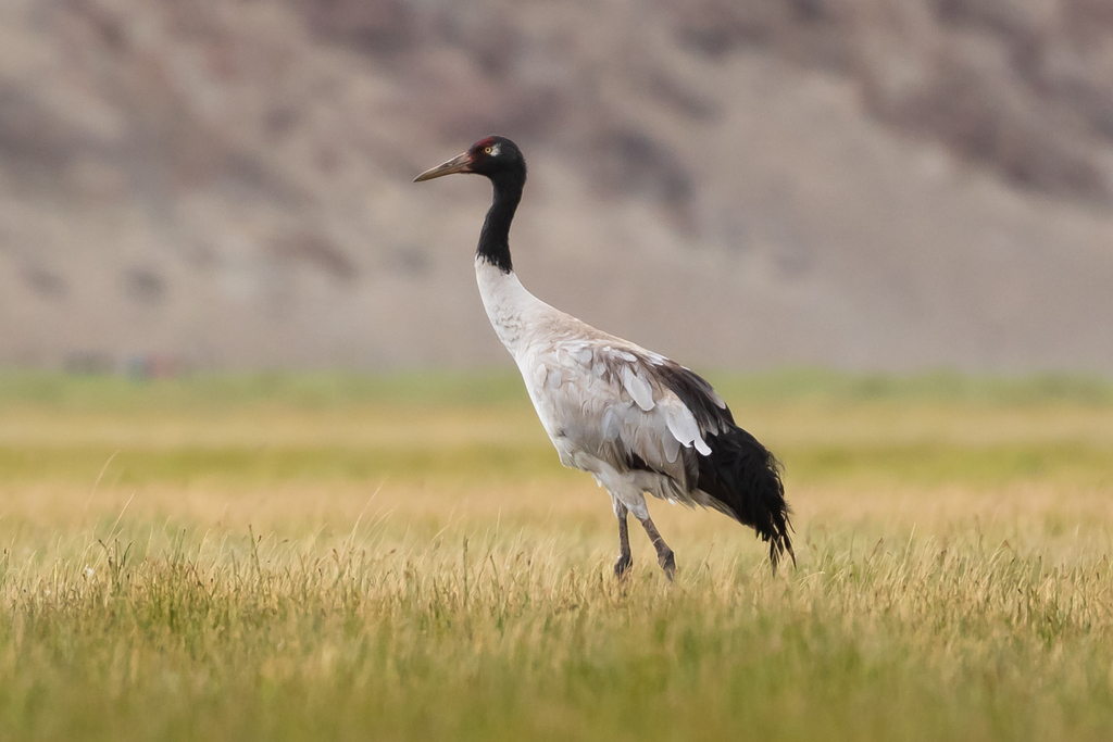 Black-necked Crane