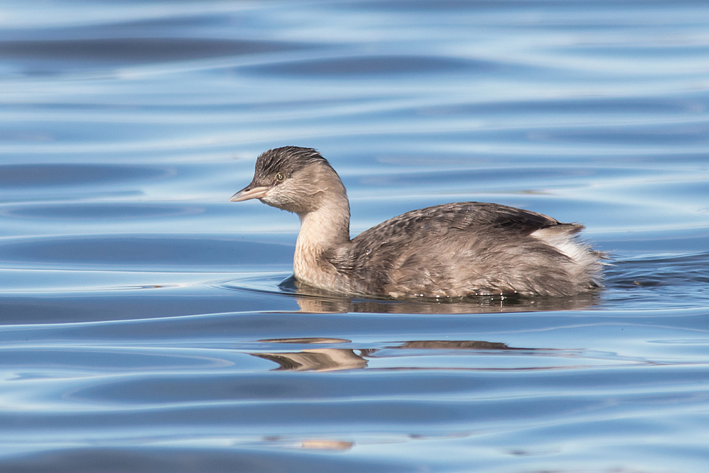 Hoary-headed Grebe