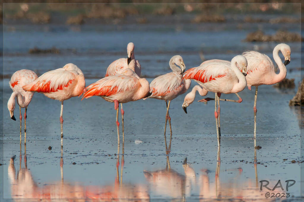 Chilean Flamingo