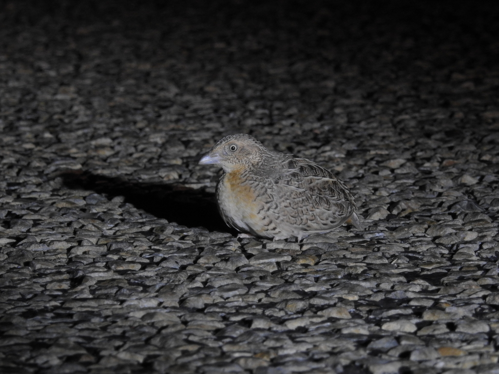 Red-chested Buttonquail