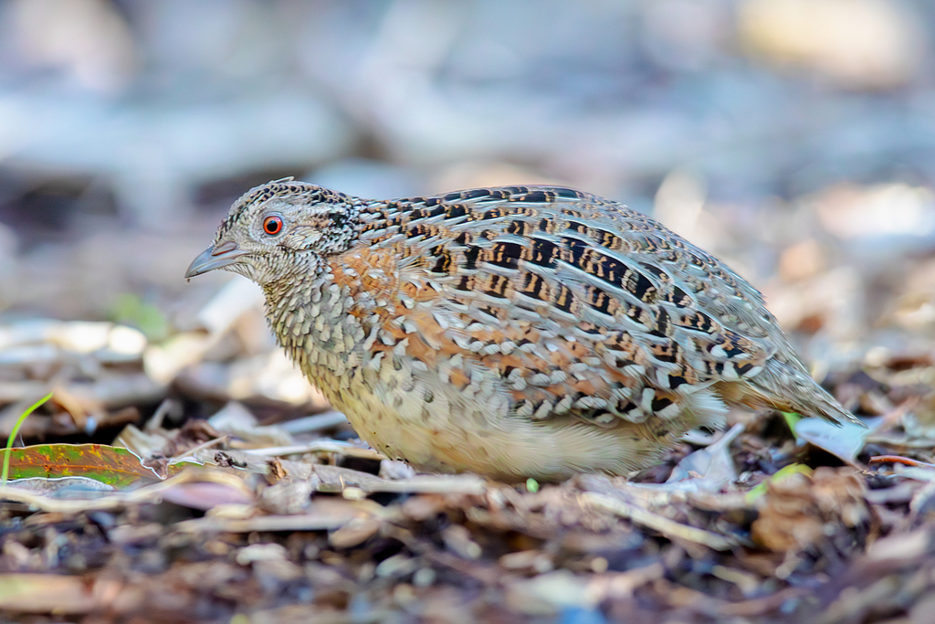 Painted Buttonquail