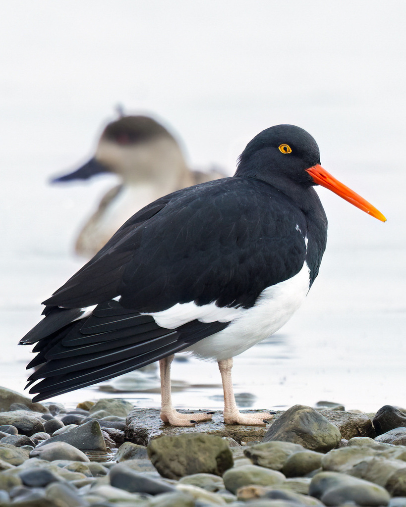 Magellanic Oystercatcher
