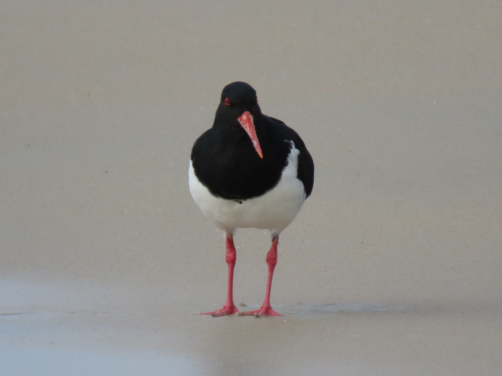 Pied Oystercatcher