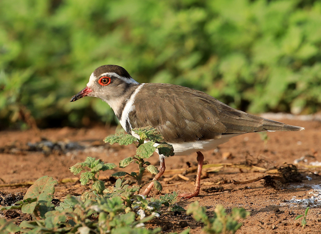 Three-banded Plover