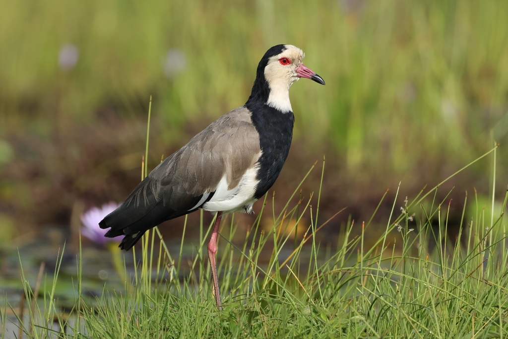 Long-toed Lapwing
