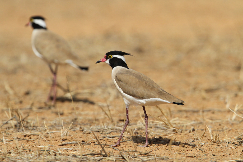 Black-headed Lapwing