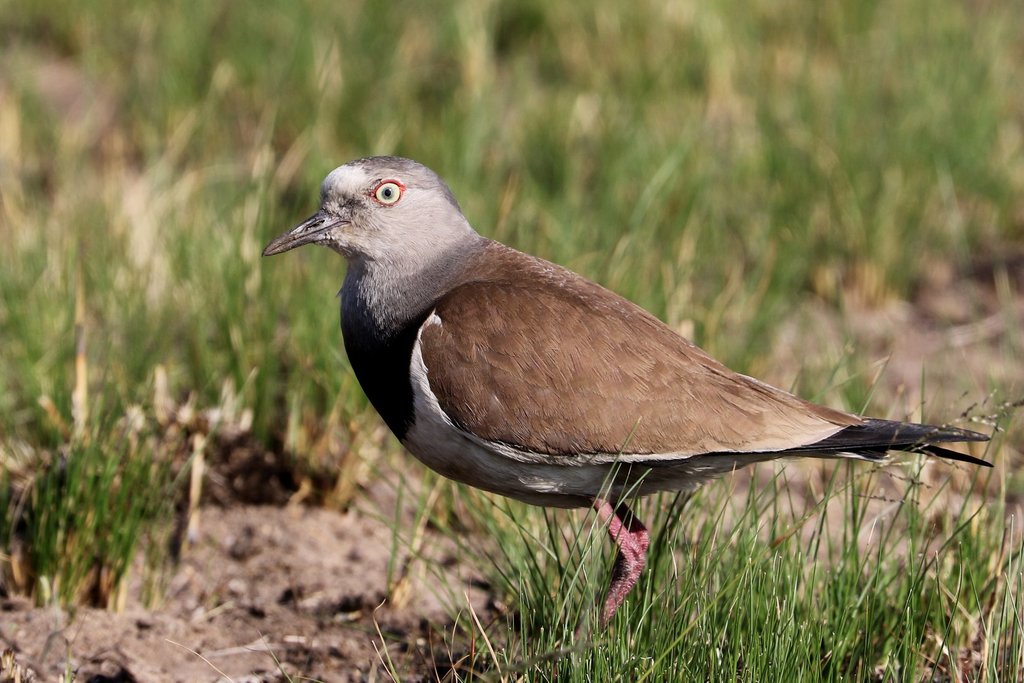 Black-winged Lapwing