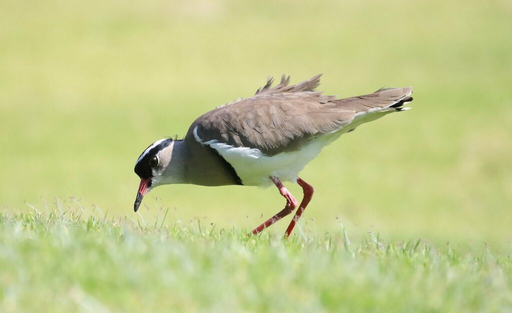 Crowned Lapwing
