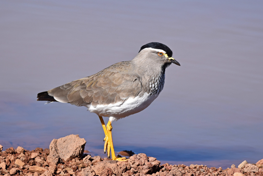 Spot-breasted Lapwing