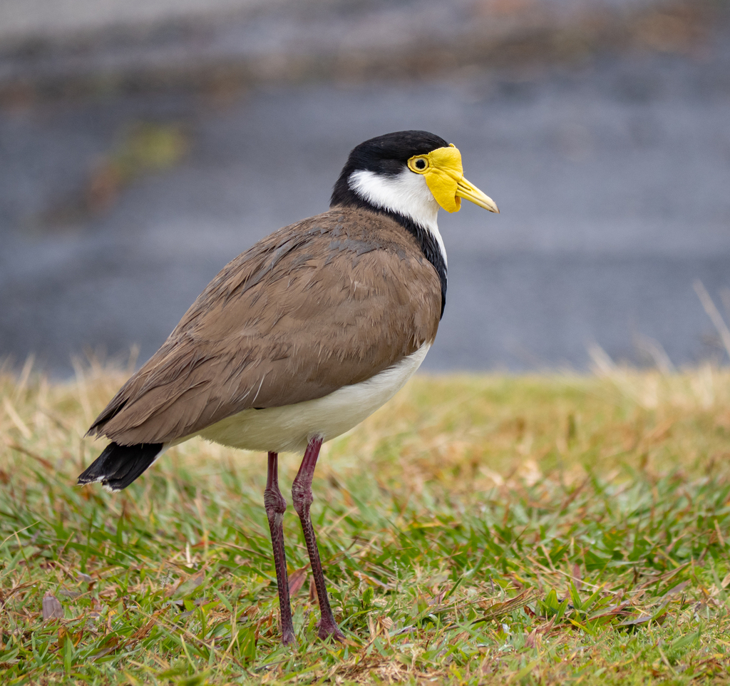 Masked Lapwing