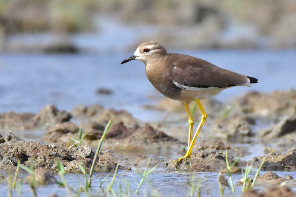 White-tailed Lapwing