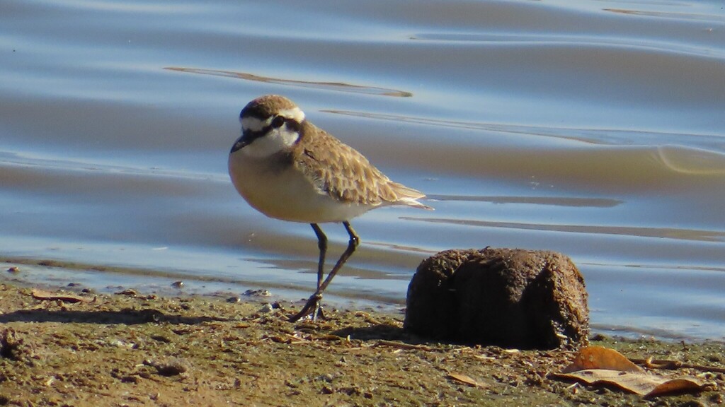 Kittlitz’s Plover