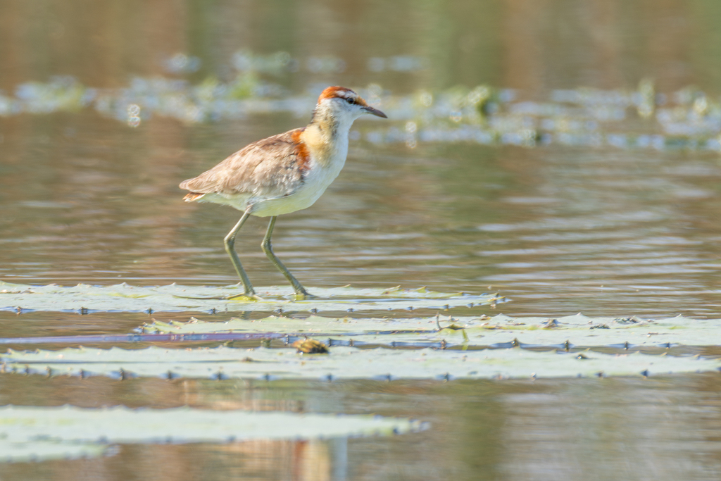 Lesser Jacana