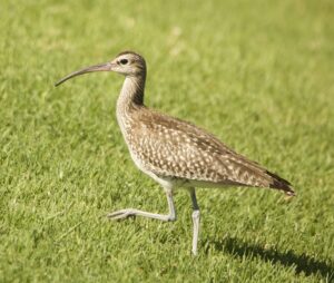 Eurasian Whimbrel