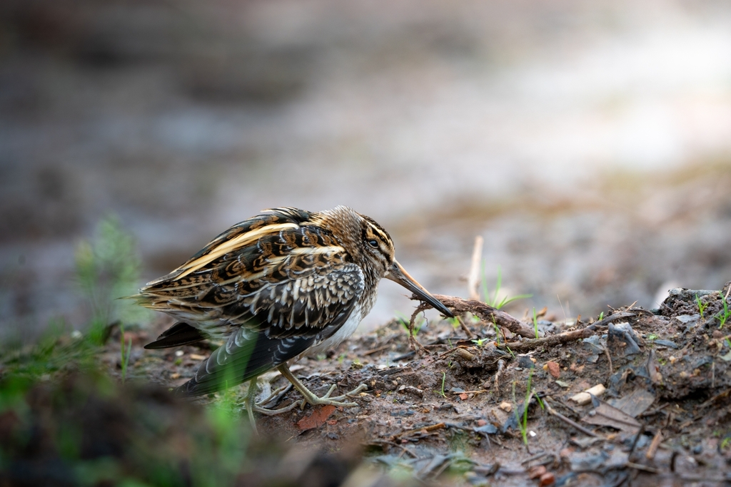 Jack Snipe