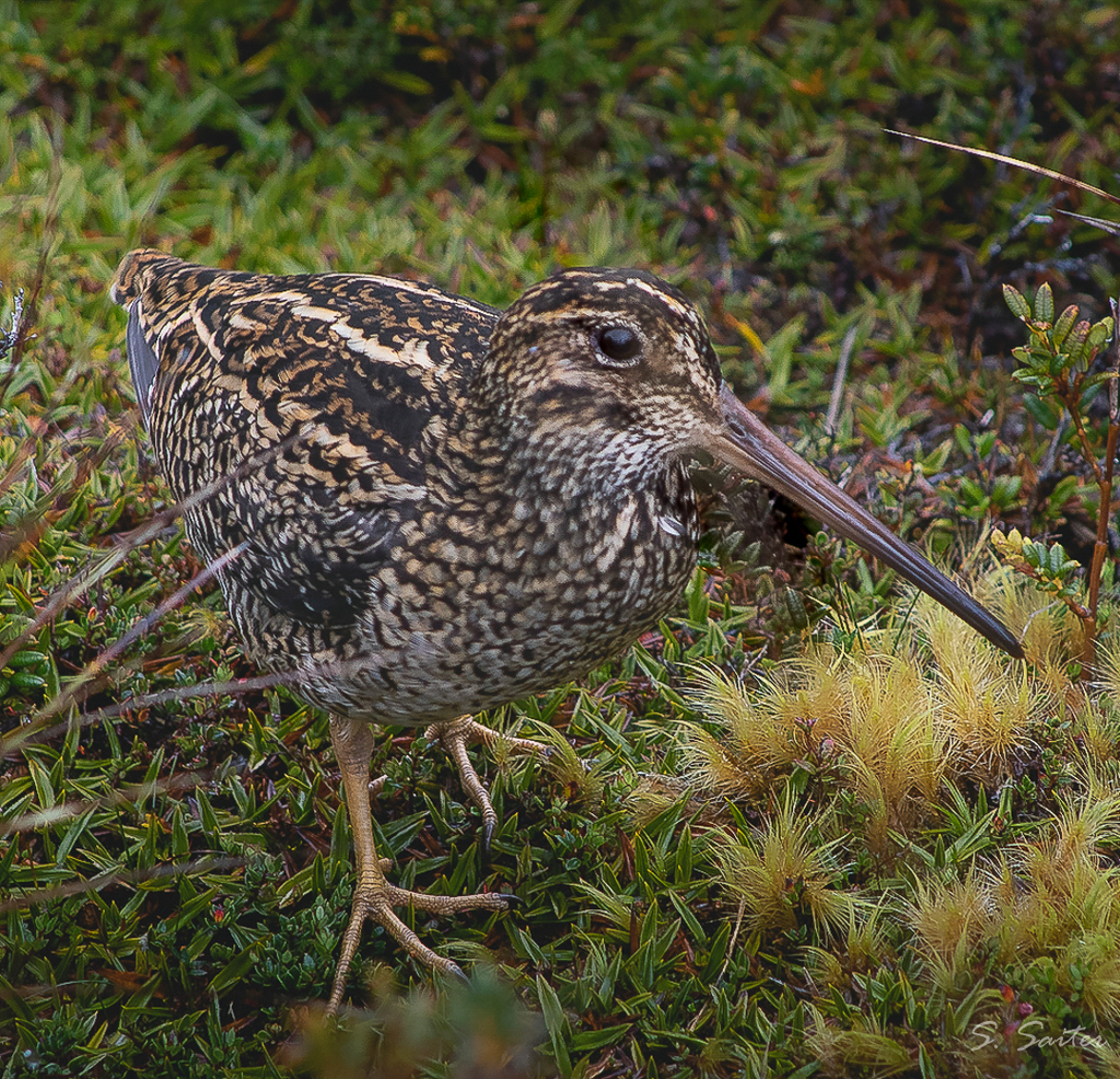 Fuegian Snipe