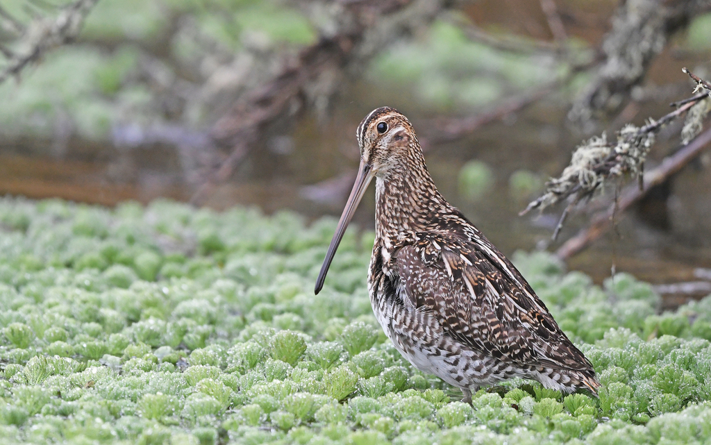 Noble Snipe