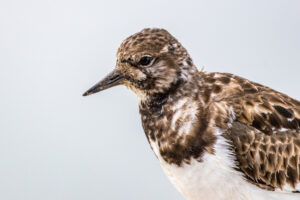 Ruddy Turnstone