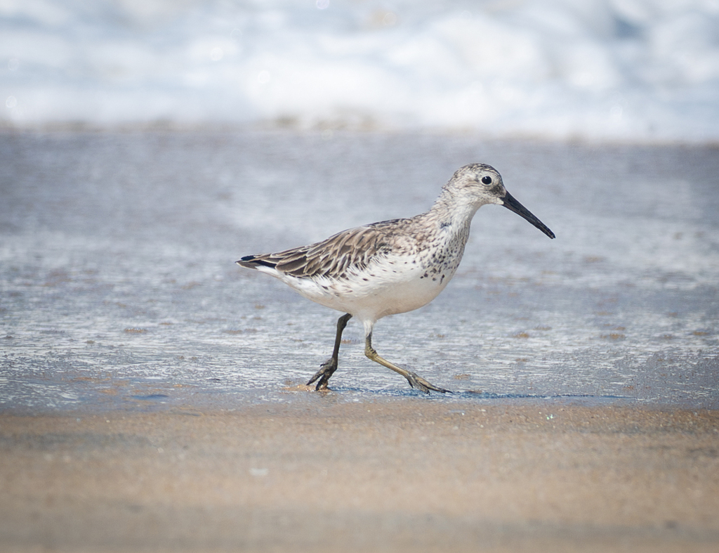 Great Knot