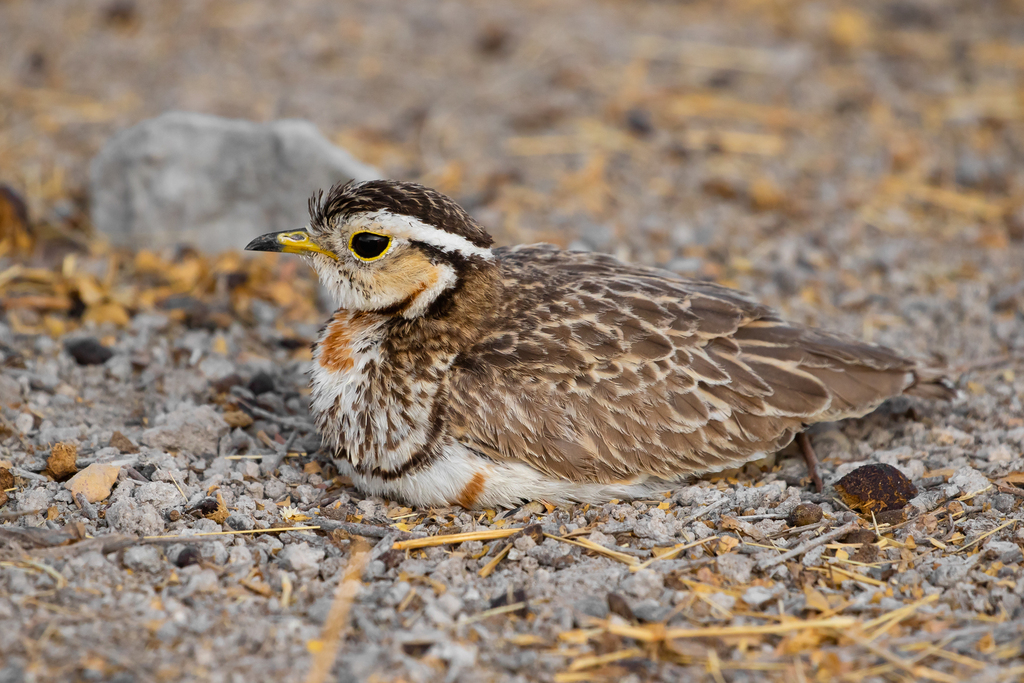 Three-banded Courser