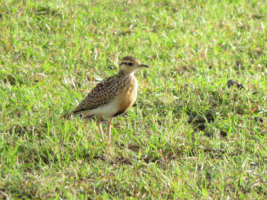 Temminck’s Courser
