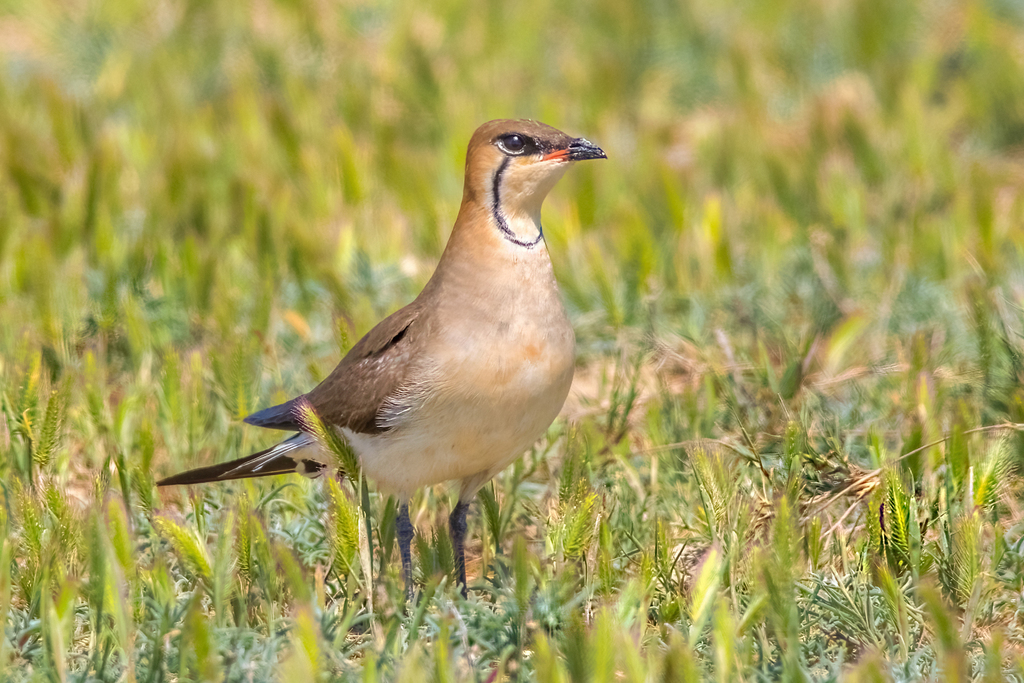 Black-winged Pratincole