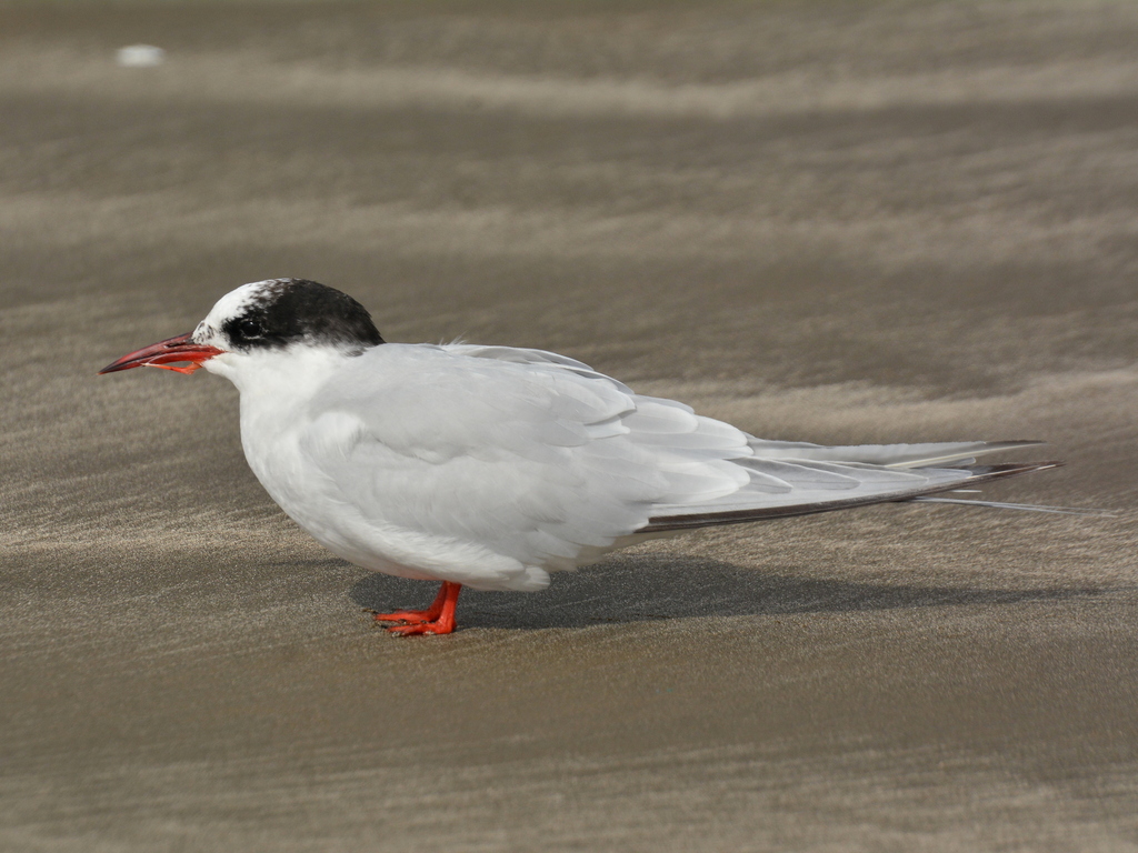 South American Tern