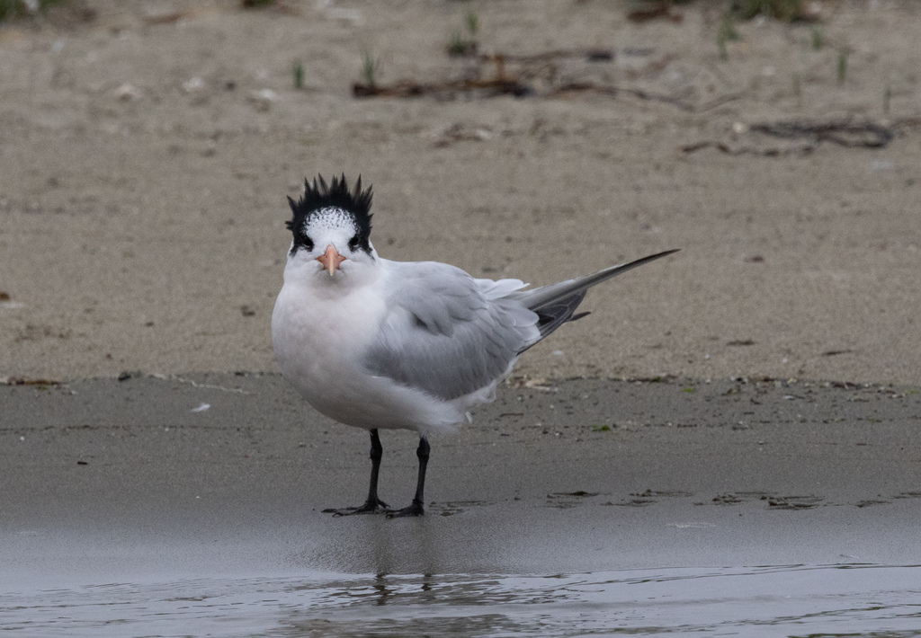 Elegant Tern
