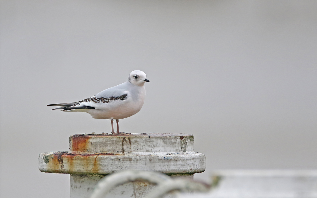 Ross's Gull