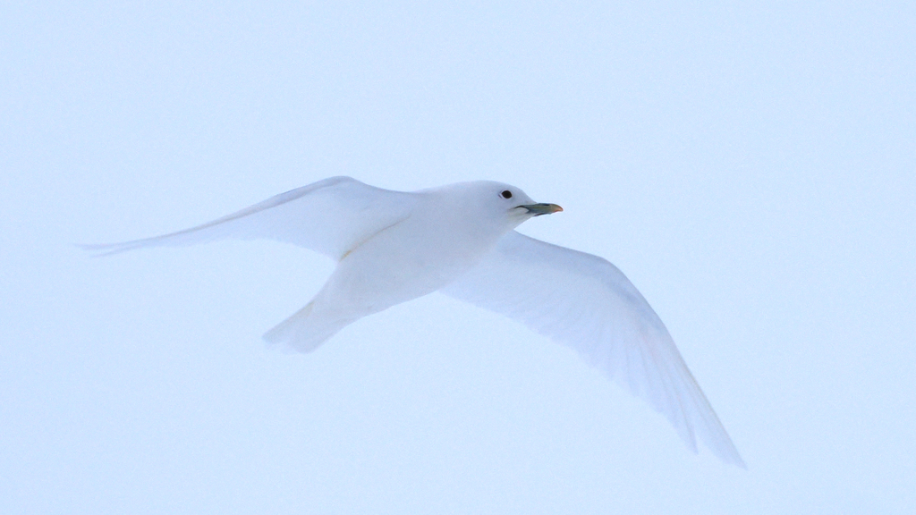 Ivory Gull