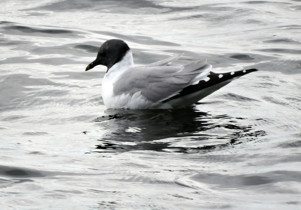 Sabine's Gull