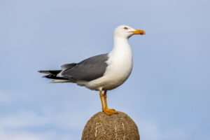 Yellow-legged Gull