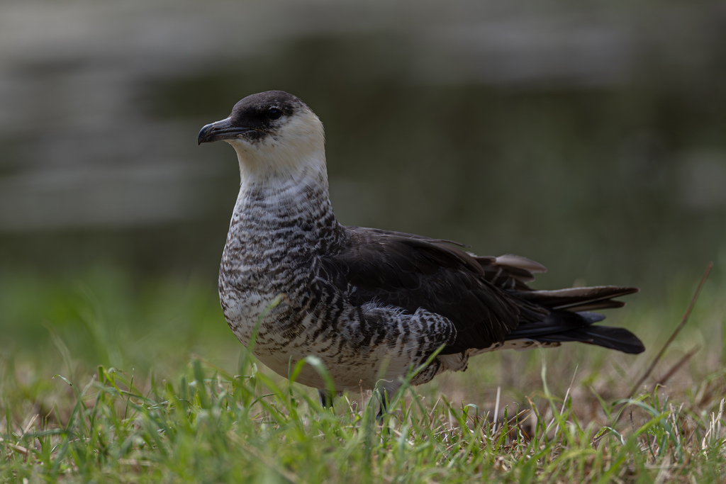 Pomarine Jaeger
