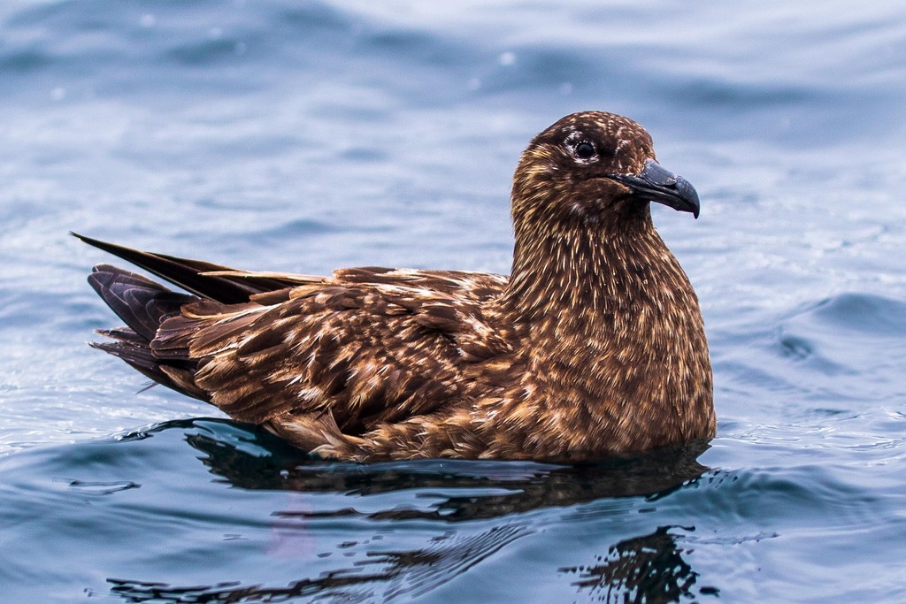 Great Skua