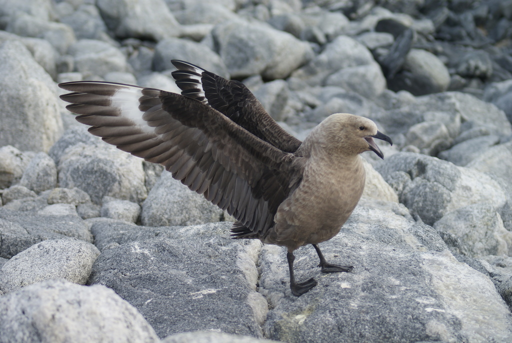 South Polar Skua