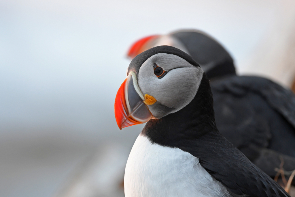 Atlantic Puffin